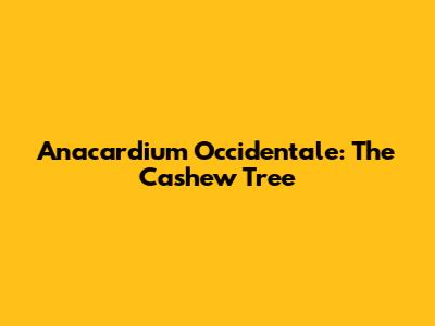 Anacardium Occidentale: The Cashew Tree