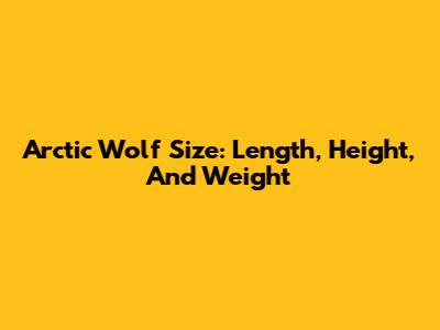 Arctic Wolf Size: Length, Height, And Weight