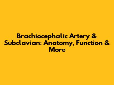 Brachiocephalic Artery & Subclavian: Anatomy, Function & More