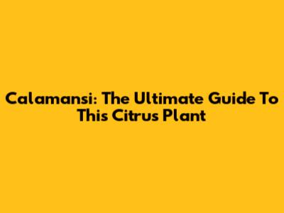 Calamansi: The Ultimate Guide To This Citrus Plant