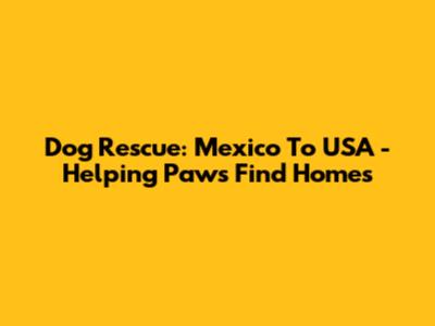 Dog Rescue: Mexico To USA - Helping Paws Find Homes