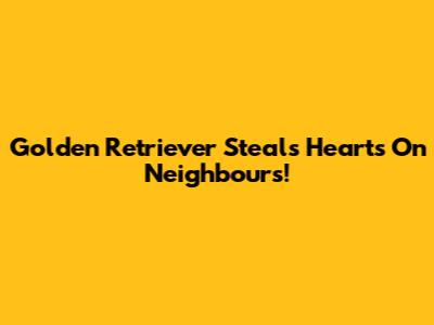 Golden Retriever Steals Hearts On Neighbours!