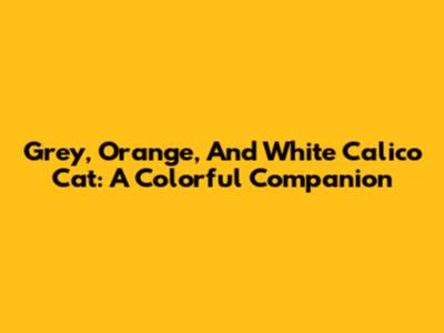 Grey, Orange, And White Calico Cat: A Colorful Companion