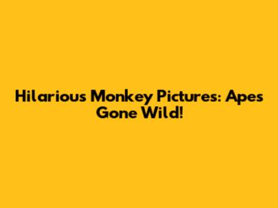 Hilarious Monkey Pictures: Apes Gone Wild!