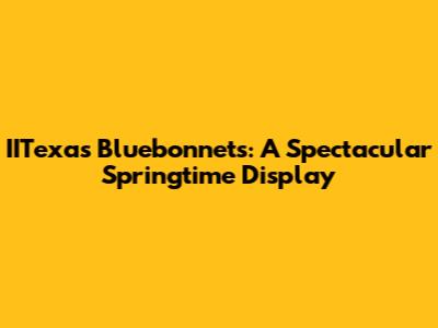 IITexas Bluebonnets: A Spectacular Springtime Display