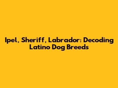 Ipel, Sheriff, Labrador: Decoding Latino Dog Breeds