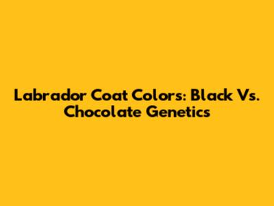 Labrador Coat Colors: Black Vs. Chocolate Genetics
