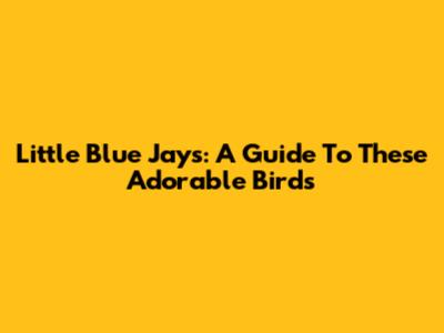 Little Blue Jays: A Guide To These Adorable Birds