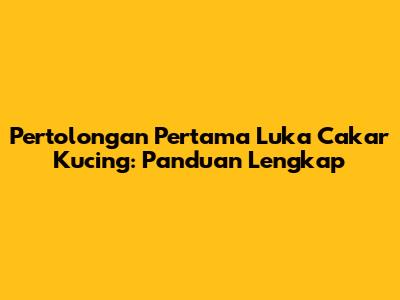 Pertolongan Pertama Luka Cakar Kucing: Panduan Lengkap