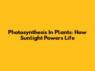 Photosynthesis In Plants: How Sunlight Powers Life
