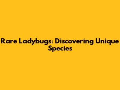 Rare Ladybugs: Discovering Unique Species