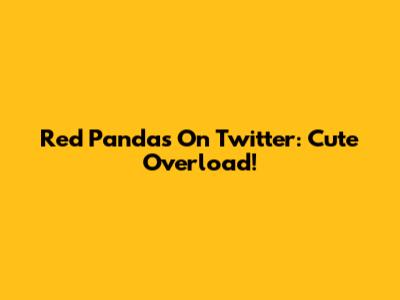 Red Pandas On Twitter: Cute Overload!