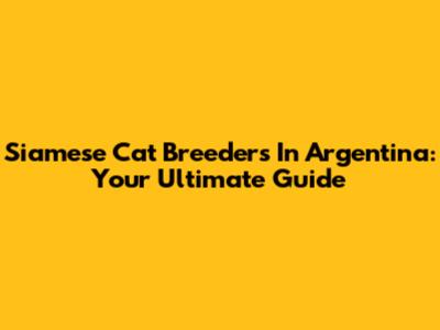 Siamese Cat Breeders In Argentina: Your Ultimate Guide