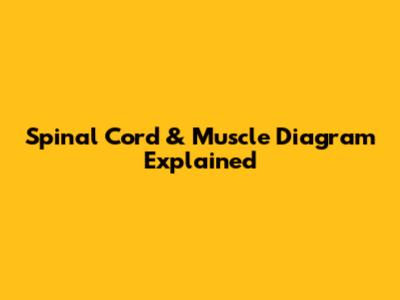Spinal Cord & Muscle Diagram Explained