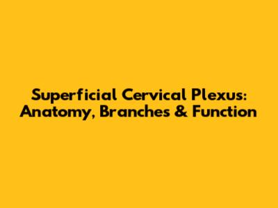Superficial Cervical Plexus: Anatomy, Branches & Function