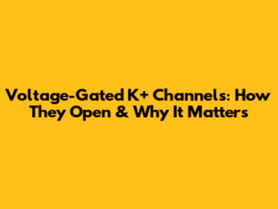Voltage-Gated K+ Channels: How They Open & Why It Matters